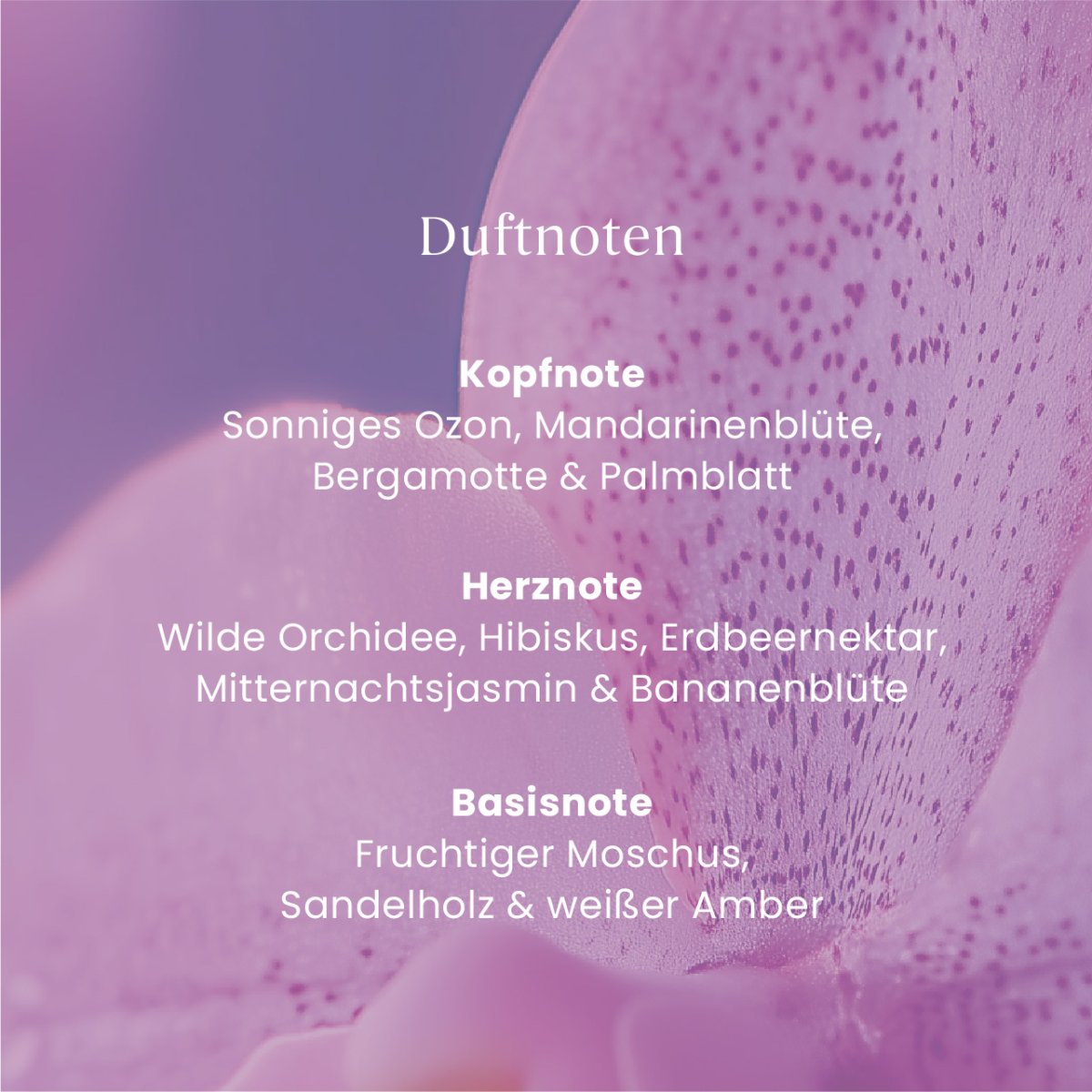 Wild Orchid 37g – Bild 3